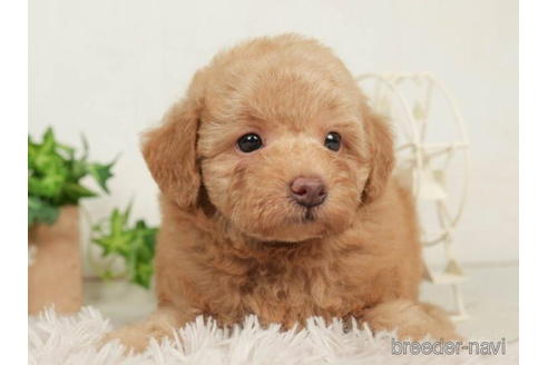 成約済の千葉県のトイプードル-208854の2枚目